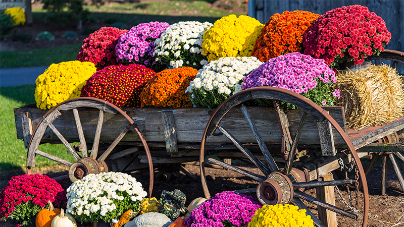 Mum plants placed in a rustic wagon.