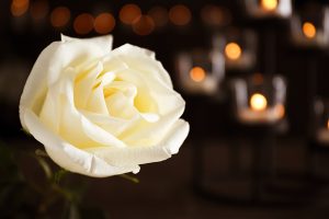 White rose with lit candles in the background